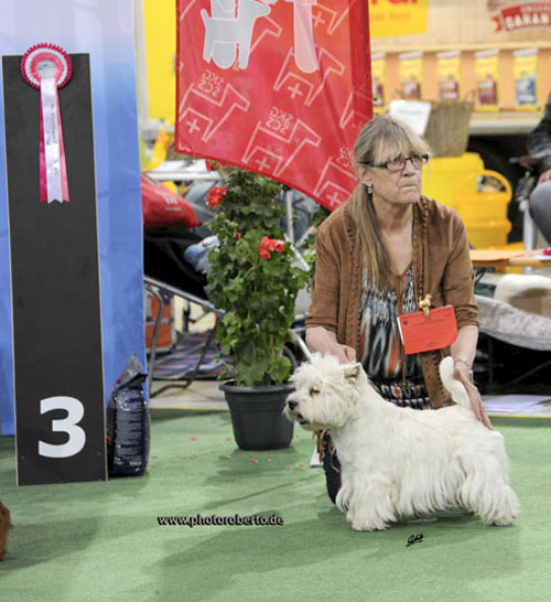 Harry Potter - Multi-Champion